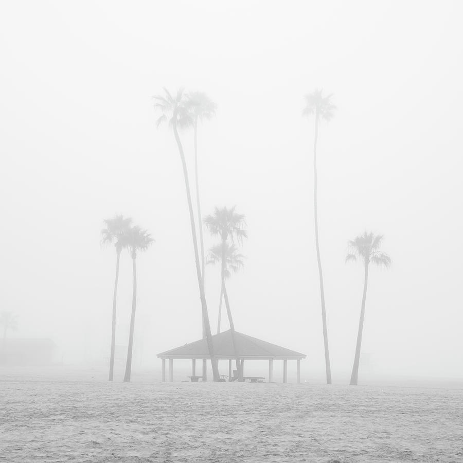 San Diego Photograph - Palm Trees in Fog at Oceanside by William Dunigan