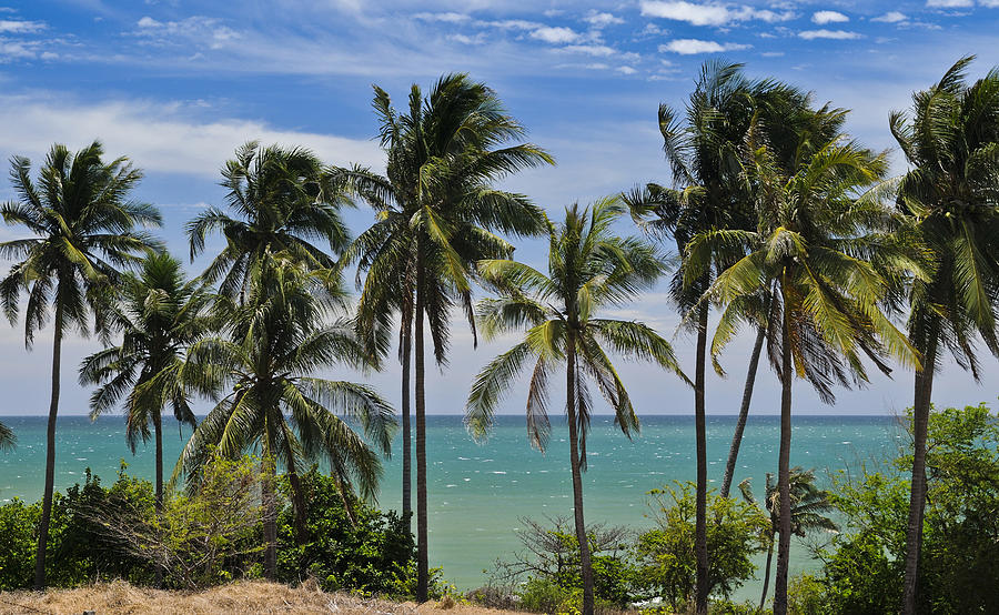 Palm trees in front of turquoise sea, Mui Ne, Vietnam, Asia Photograph by Gerhard Zwerger-Schoner