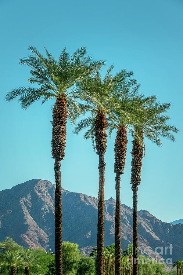 Palm Springs Palm Trees