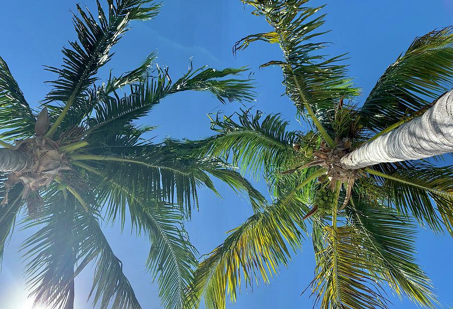 Palm Trees in Paradise by Keith Smith Palm Trees in Paradise by Keith Smith