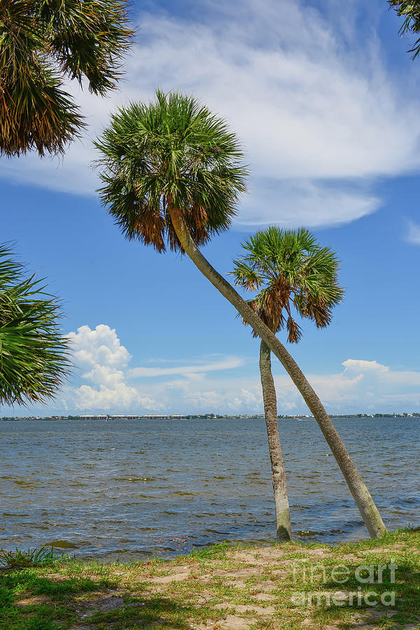 Palm Trees Indian River lagoon in Jensen Beach Photograph by Olga Hamilton