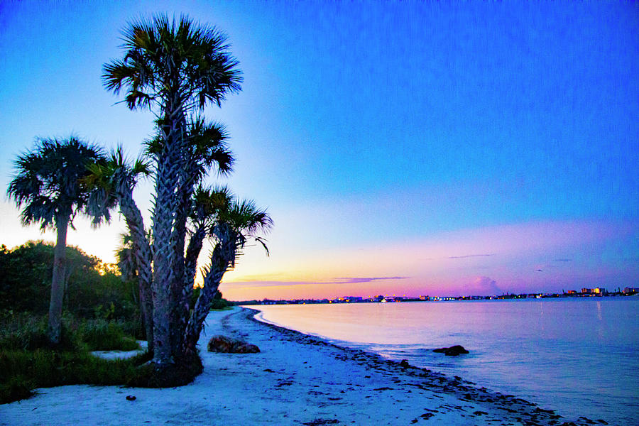 Palm Tree View Photograph by Kyle Steven - Fine Art America