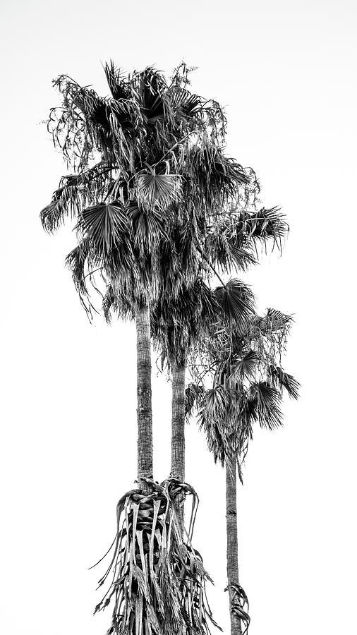 Palm Trees Photograph by Mike Fusaro
