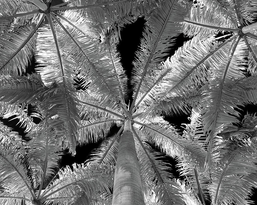 Palm Trees Photograph by Minimalist Design - Fine Art America