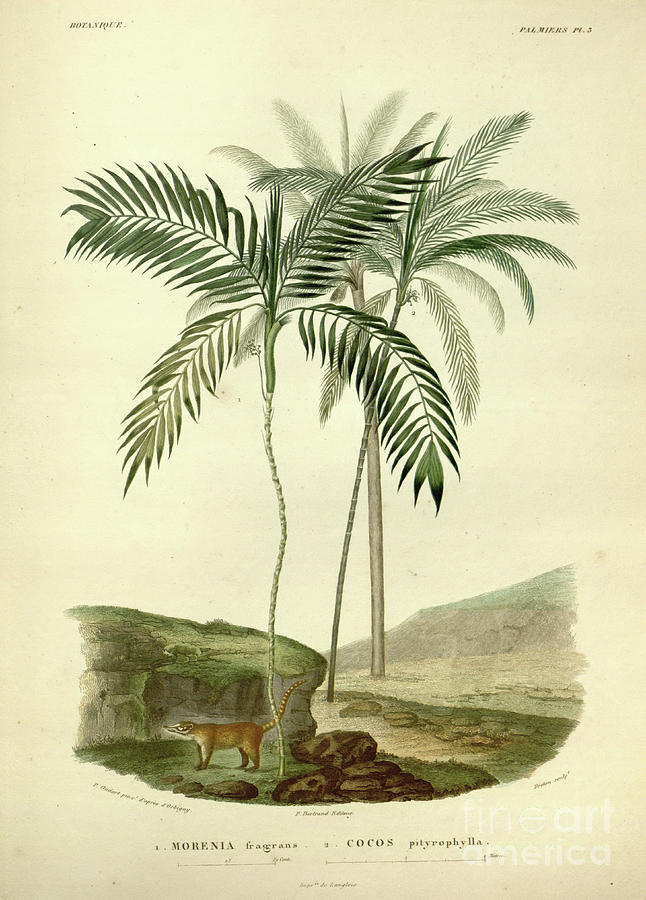 Palm trees of South America u3 Photograph by Botany Pixels