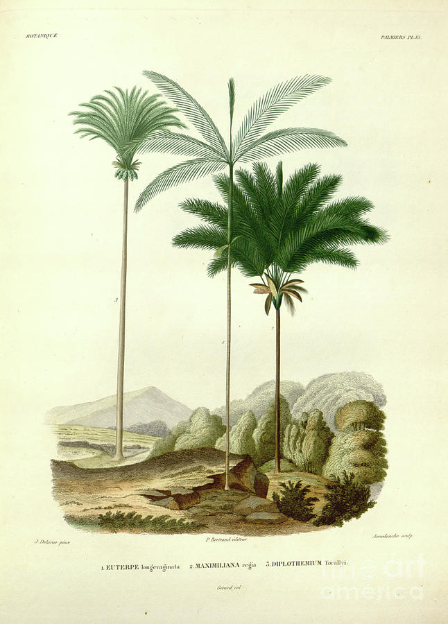 Palm trees of South America u4 Photograph by Botany