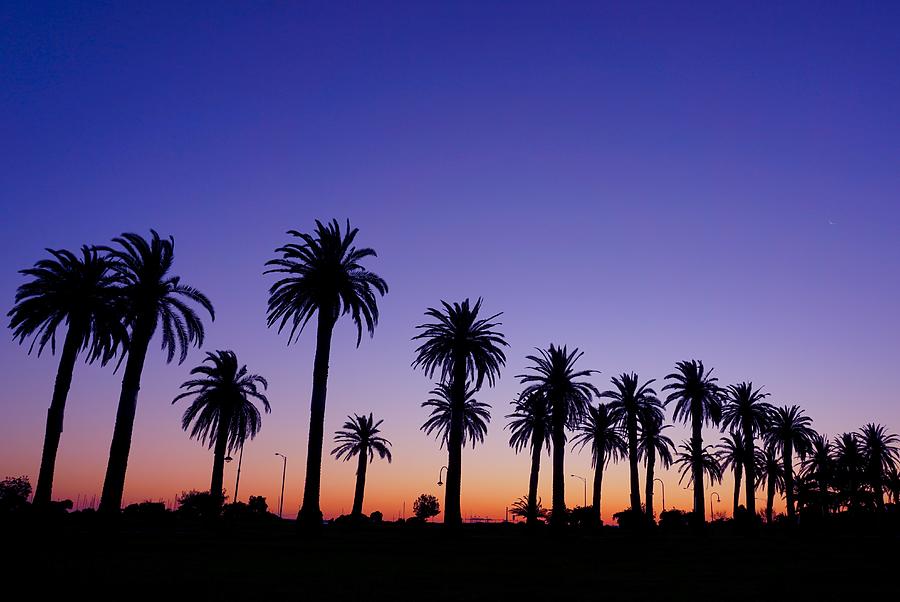 https://images.fineartamerica.com/images/artworkimages/mediumlarge/3/palm-trees-on-sunset-silvy-tanamas.jpg