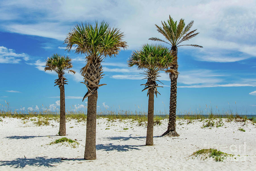 Palm Trees on the Beach Photograph by Beachtown Views
