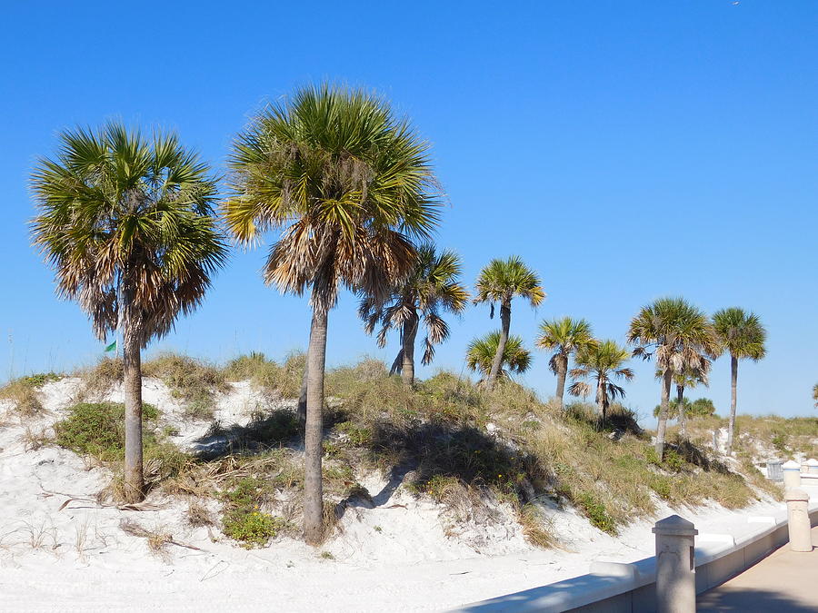 Palm Trees on the Beach Photograph by Catherine Gagne