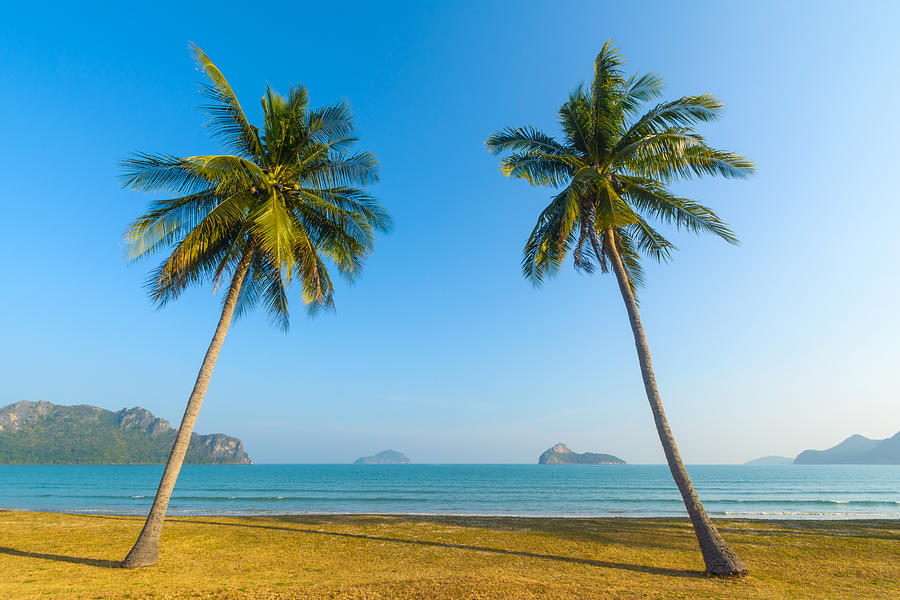 Palm trees on the beach Photograph by Chaiyon021