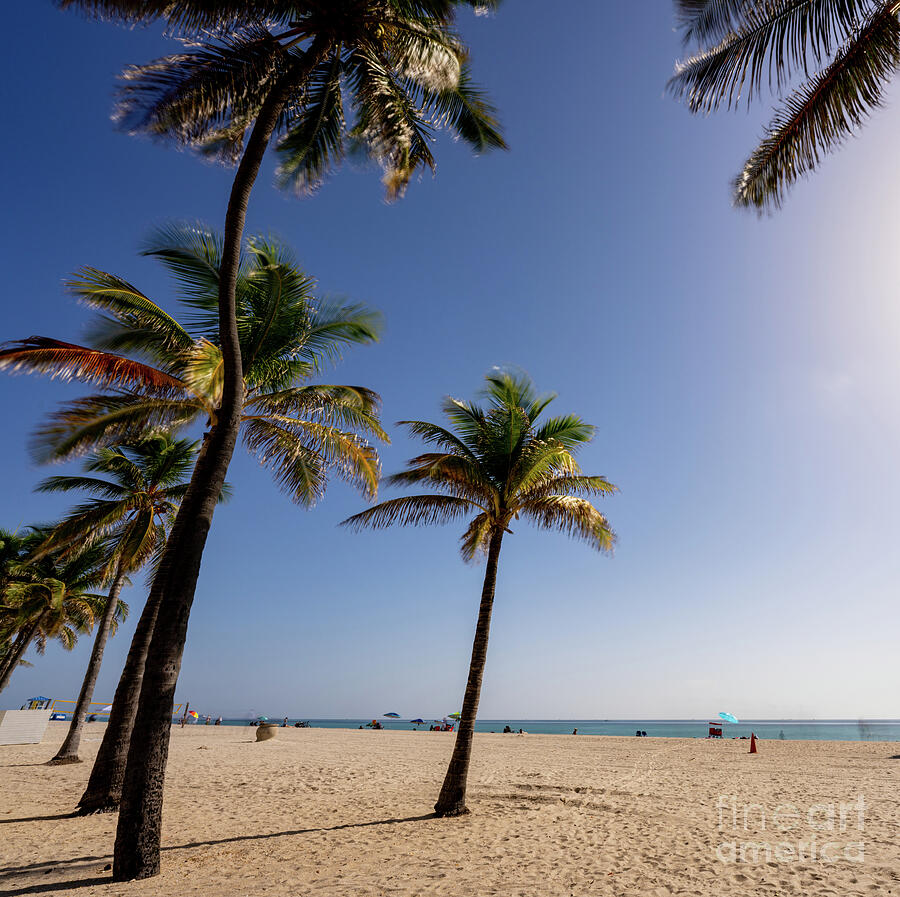 Palm trees on the beach Photograph by Felix Mizioznikov | Fine Art America