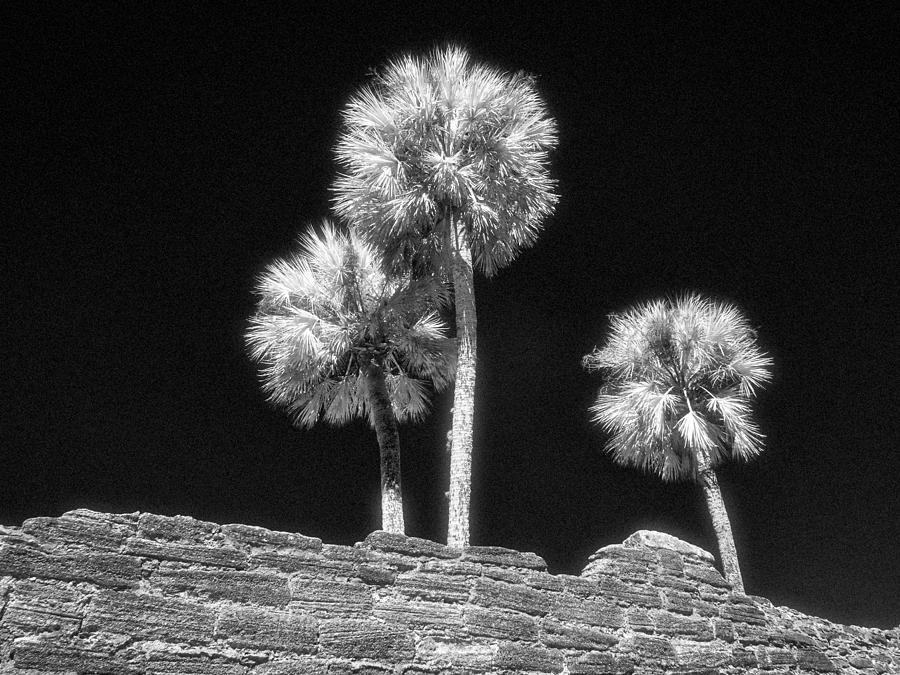 Palm Trees on the Castillo Photograph by Jeffrey Holbrook