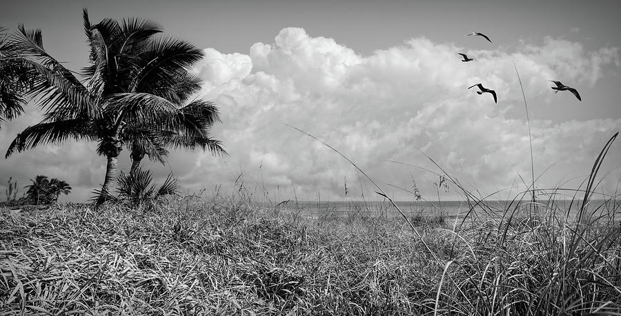 Palm Trees on the Sand Dunes Black and White Photograph by Debra and Dave Vanderlaan