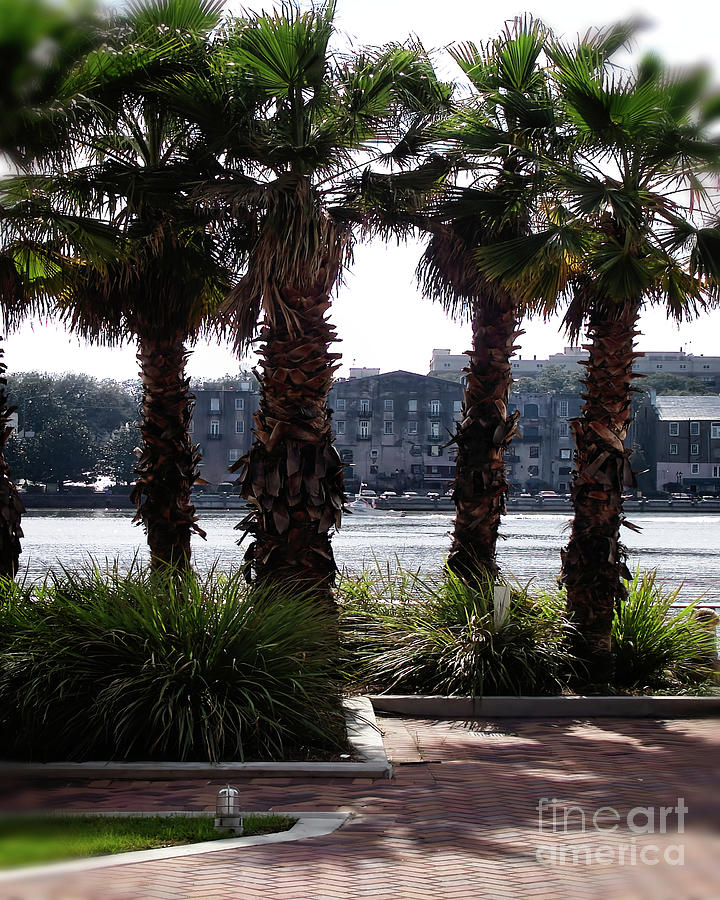 Palm Trees on the Savannah Riverfront Photograph by Theresa Fairchild