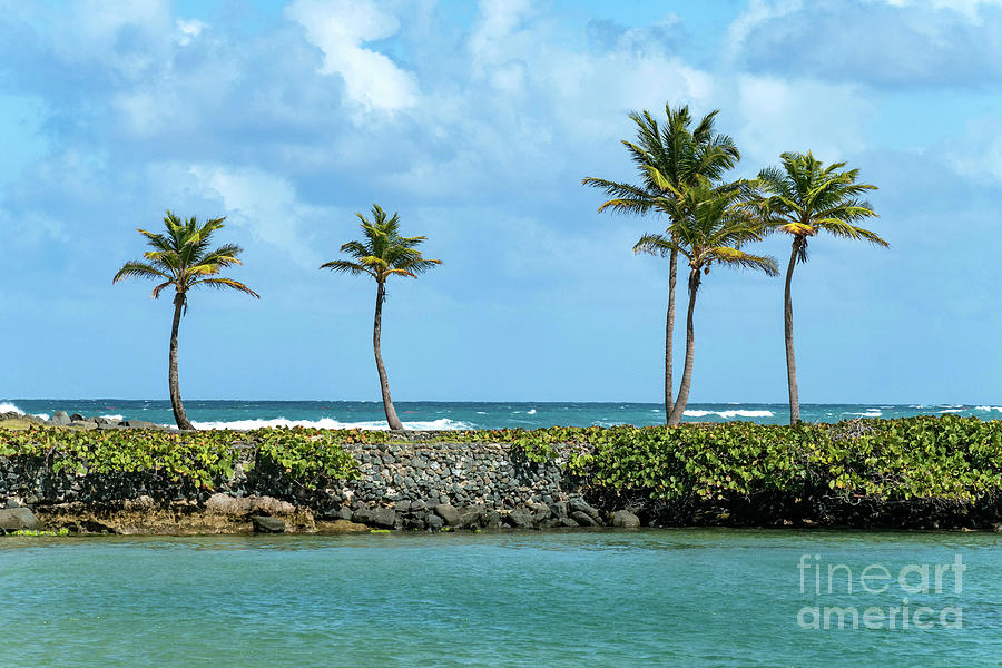 Palm Trees on the Seawall, San Juan, Puerto Rico Photograph by Beachtown Views