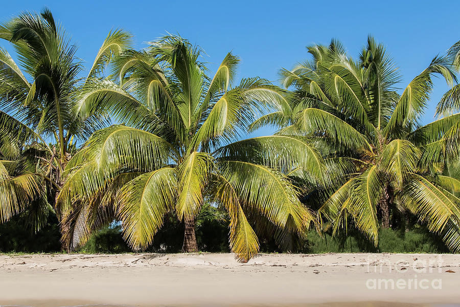 Palm trees on the shoreline Photograph by Claudio Maioli