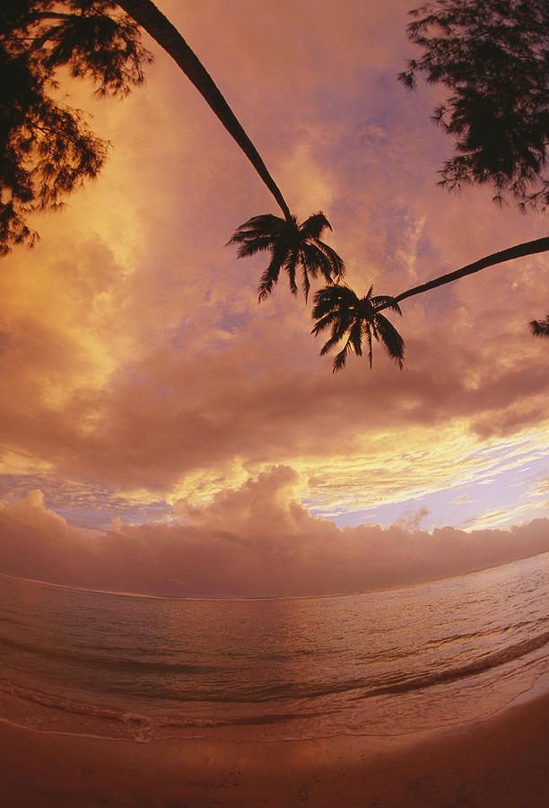 Palm trees over beach at sunset, fish eye lens Photograph by Grant Faint