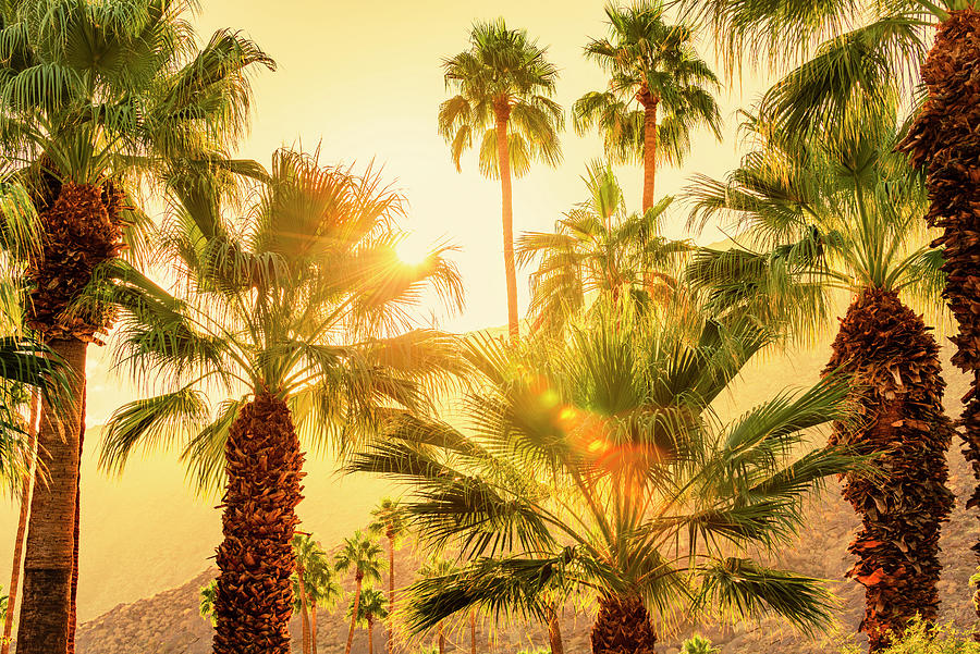 Palm Trees Palm Springs California 0492-100 Photograph by Amyn Nasser