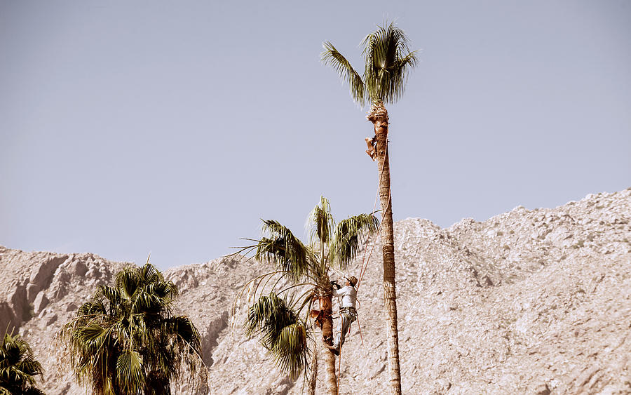 Palm Trees Palm Springs California Desert 8309-102 Photograph by Amyn Nasser