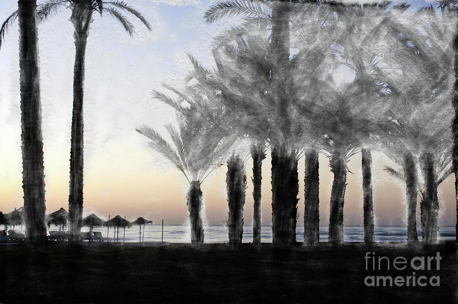 Palm Trees - Pencil effect Photograph by Pics By Tony