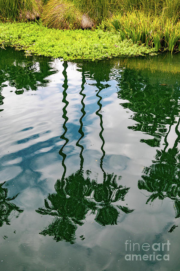 Palm Trees Reflected in Lake  Photograph by Roslyn Wilkins