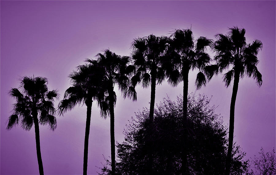 Palm Trees Silhouette  Photograph by Roberta Byram