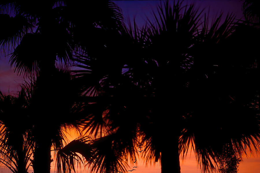 Palm trees silhouette  Photograph by Rudy Umans