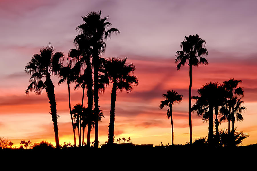 Tree Photograph - Palm Trees Silhouetted at Sunset by Bonny Puckett