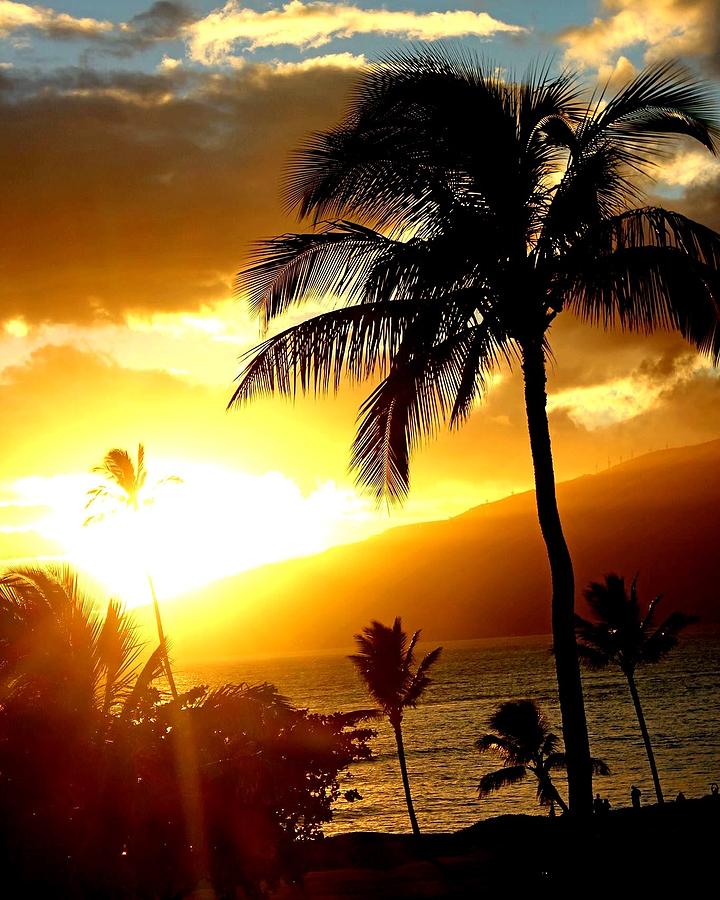 palm Trees Silhouettes Photograph by Connor Fogal - Fine Art America