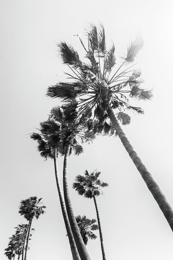 Palm Trees Summertime Photograph by Melanie Viola - Fine Art America