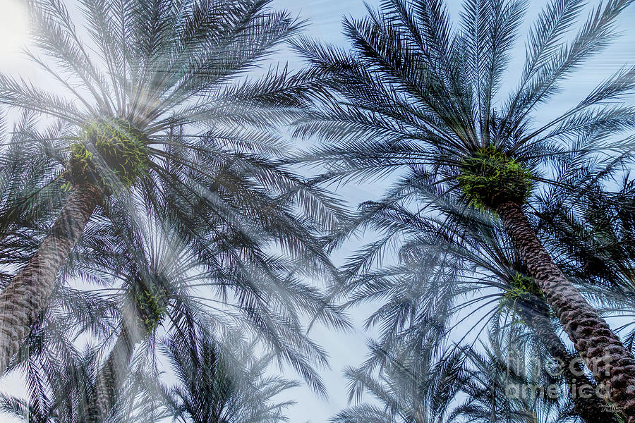 Palm Trees Sunrays Photograph by Jennifer White