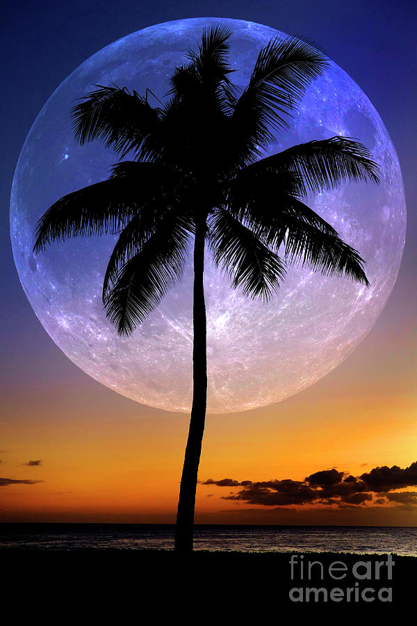 Palm Trees Sunset Near Ocean Beach Tropical Location Full Moon Photograph by Lane Erickson