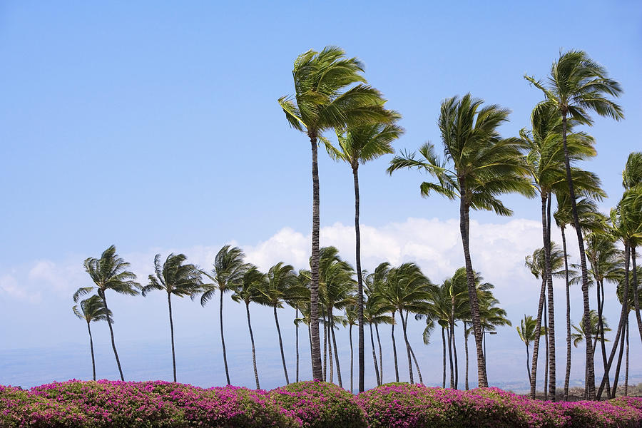 Palm trees swaying in the wind, Kona Coast, Big Island, Hawaii Islands, USA Photograph by Glowimages