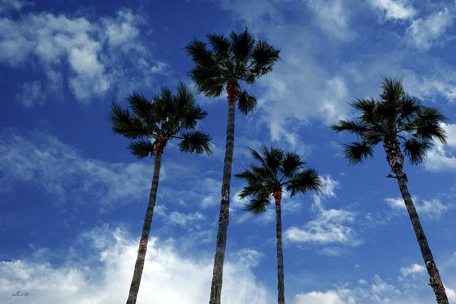 San Francisco Mixed Media - Palm trees testing the breeze by Thomas Pollart
