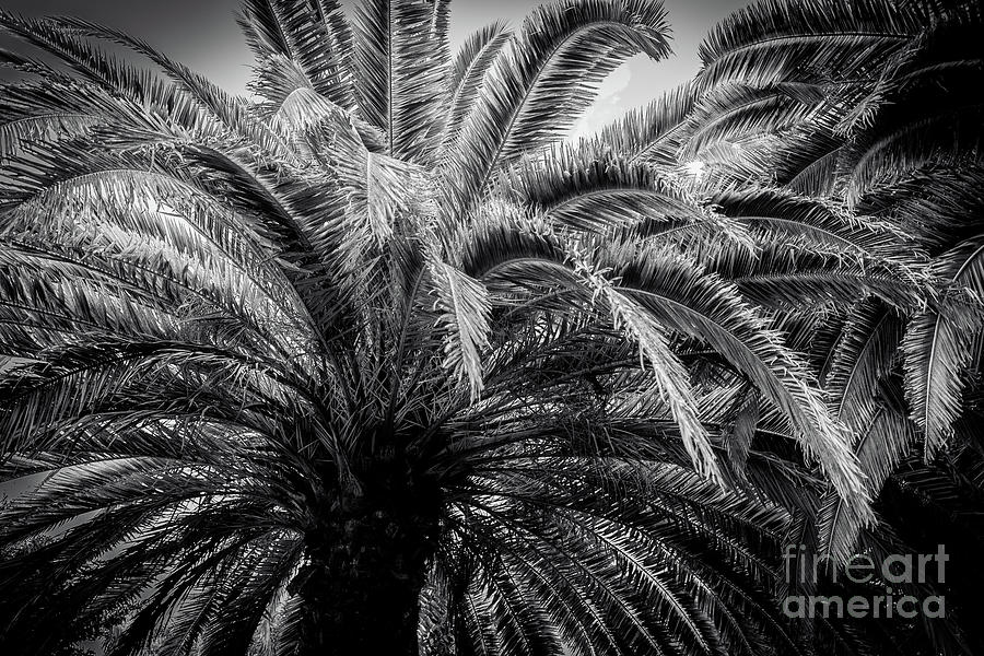 Palm Trees Tropical Photograph by Sharon Mau