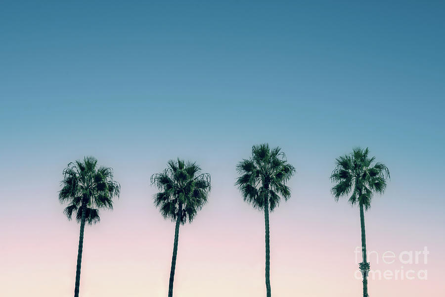 Palm trees vintage vibes Photograph by Delphimages Photo Creations