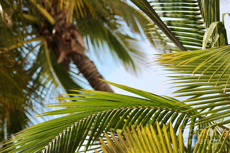Palm Trees Photograph by Wilko van de Kamp Fine Photo Art
