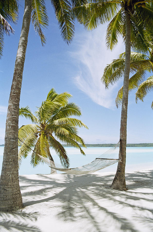 Palm trees with hammock on sandy beach Photograph by Johner Images