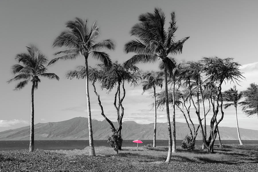 Palm Trees with Red Umbrella - Selective Color Photograph by Patti Deters