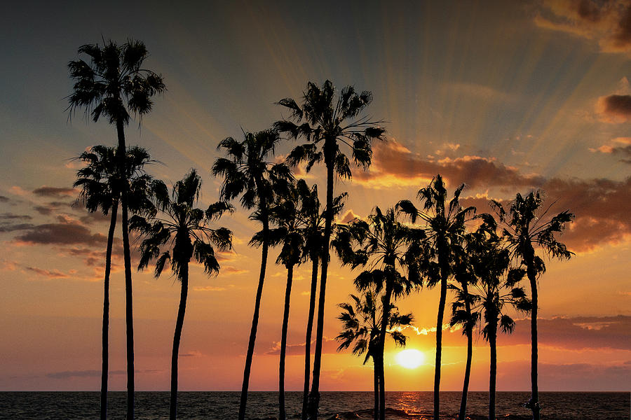 Palm Trees with Sunset by Cabrillo Beach in Los Angeles Photograph by Randall Nyhof