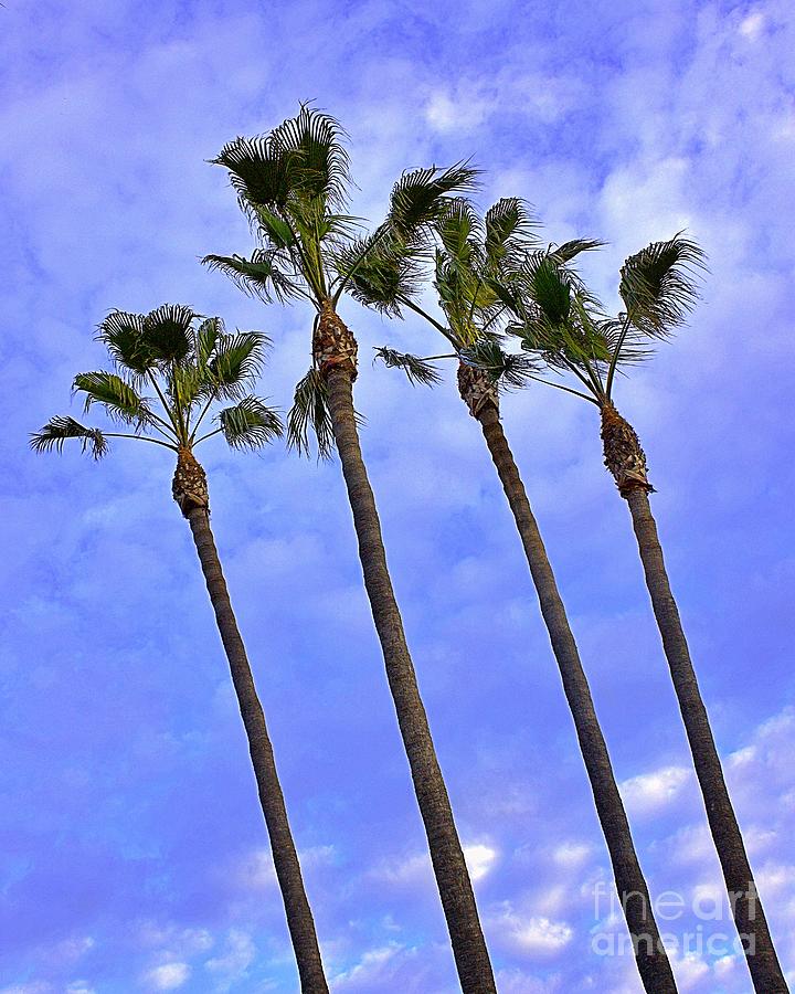 Palm Trees Photograph by Yvonne M Smith