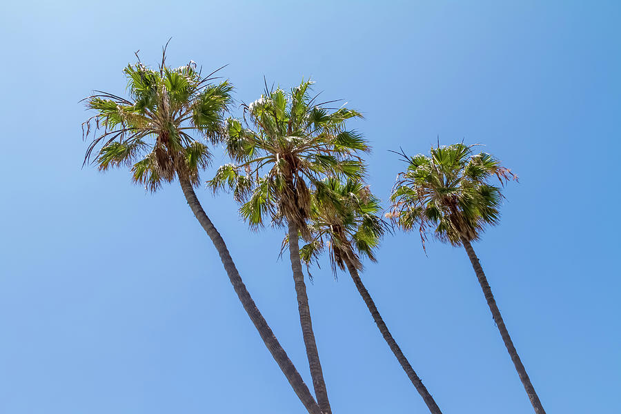 Palm tress with blue sky Photograph by Melanie Viola | Pixels