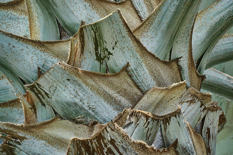 Abstract Photograph - Palm Trunk Abstract by Nikolyn McDonald