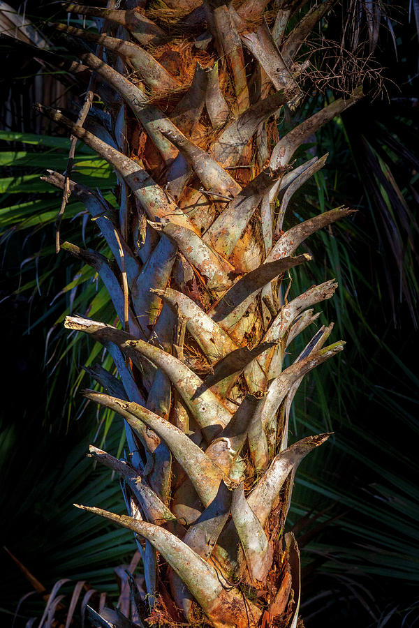 Palm Trunk Photograph by W Chris Fooshee