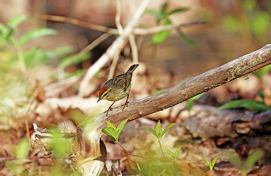 Palm Warbler Foraging Photograph