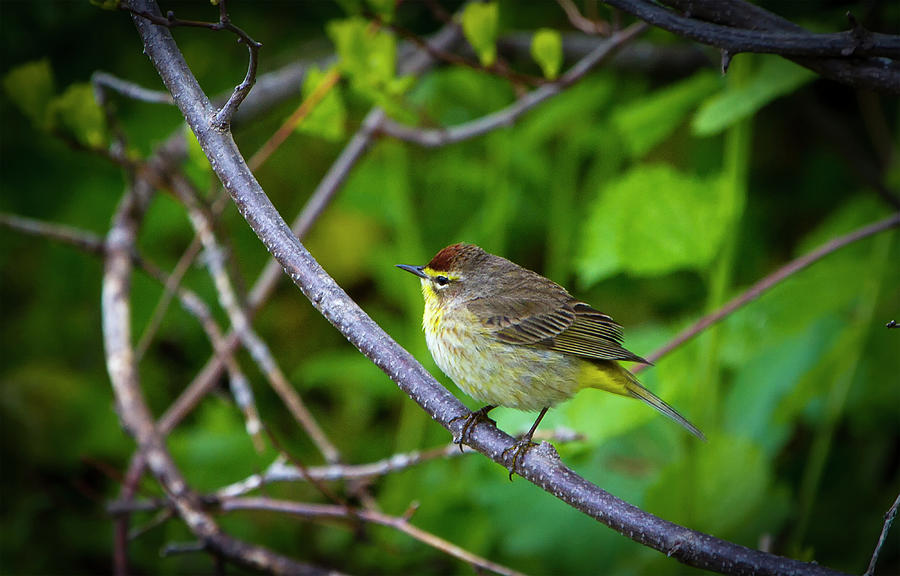 Palm Warbler In Profile Photograph