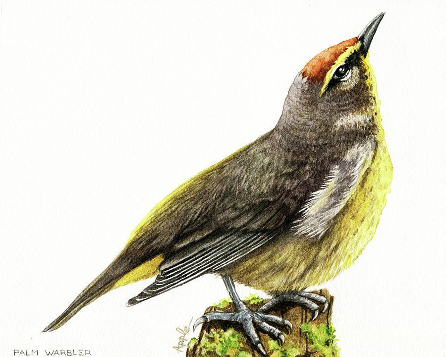 Palm Warbler Painting by Linda Apple