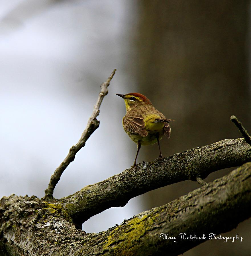 Palm Warbler Photograph by Mary Walchuck