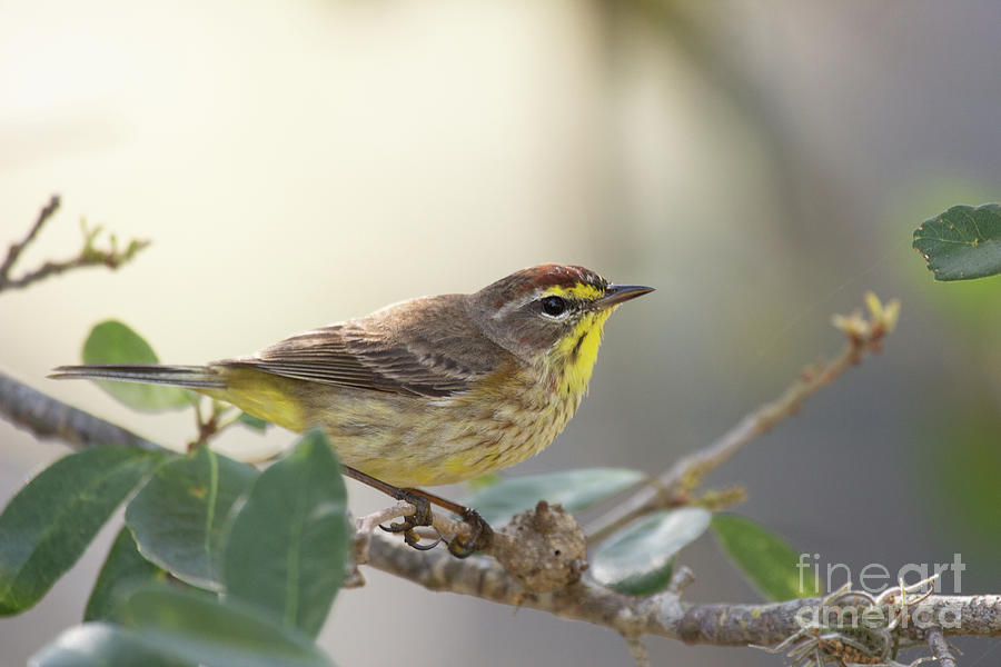 Palm Warbler Series 2 Photograph by Jeannette Hunt