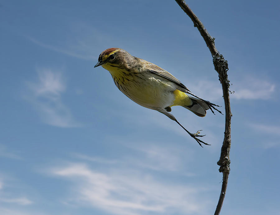 Palm Warbler Takeoff Photograph by Wade Aiken